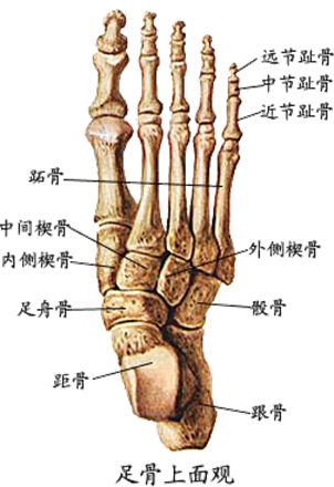介于跗骨与趾骨间 人体位置 在人体中,每足有